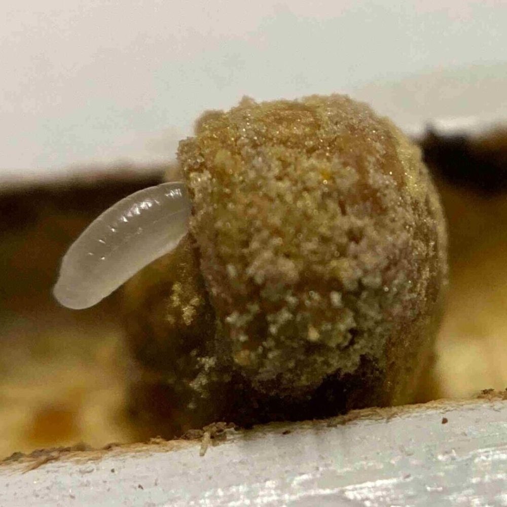 bee_babies_crop bee_babies_crop